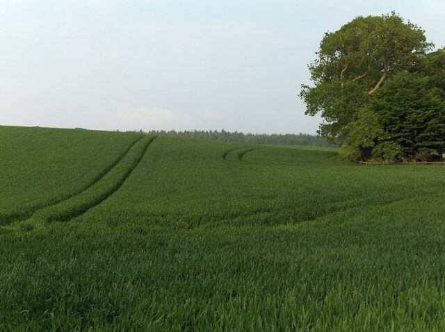 Farmland, Blair Drummond. Kincardine-in-Menteith's graveyard is in the trees on the right.