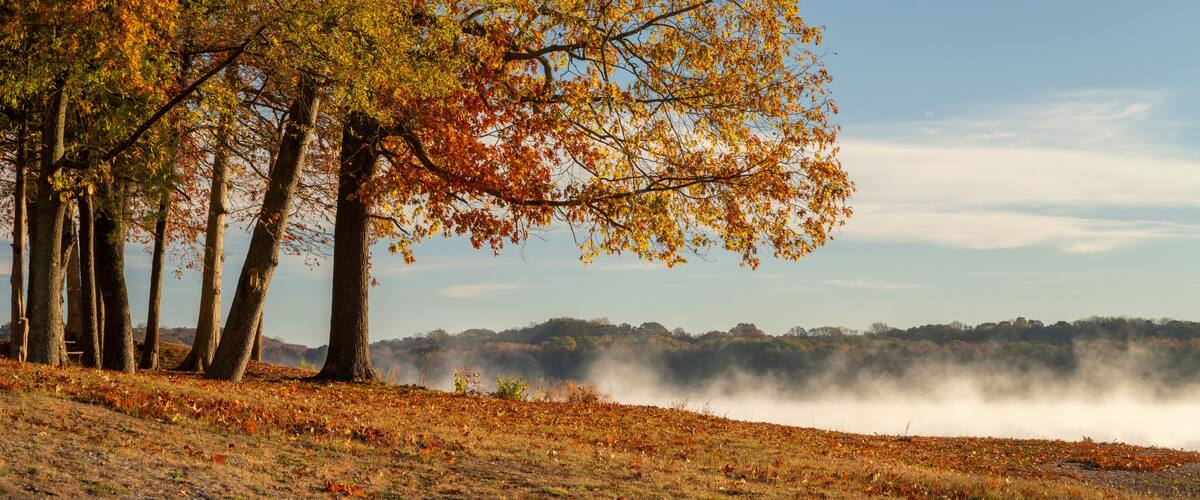 A forest with autumn-colored trees and a misty hill in the background.