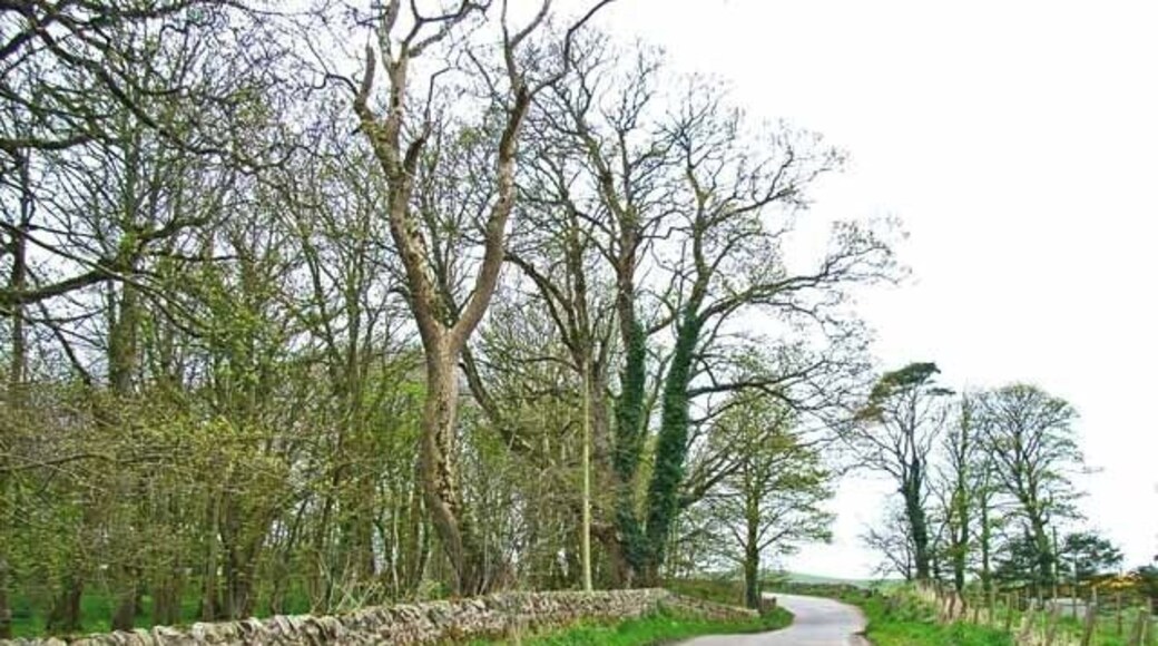 The road to Balgreggan Extensive private wood on the left.