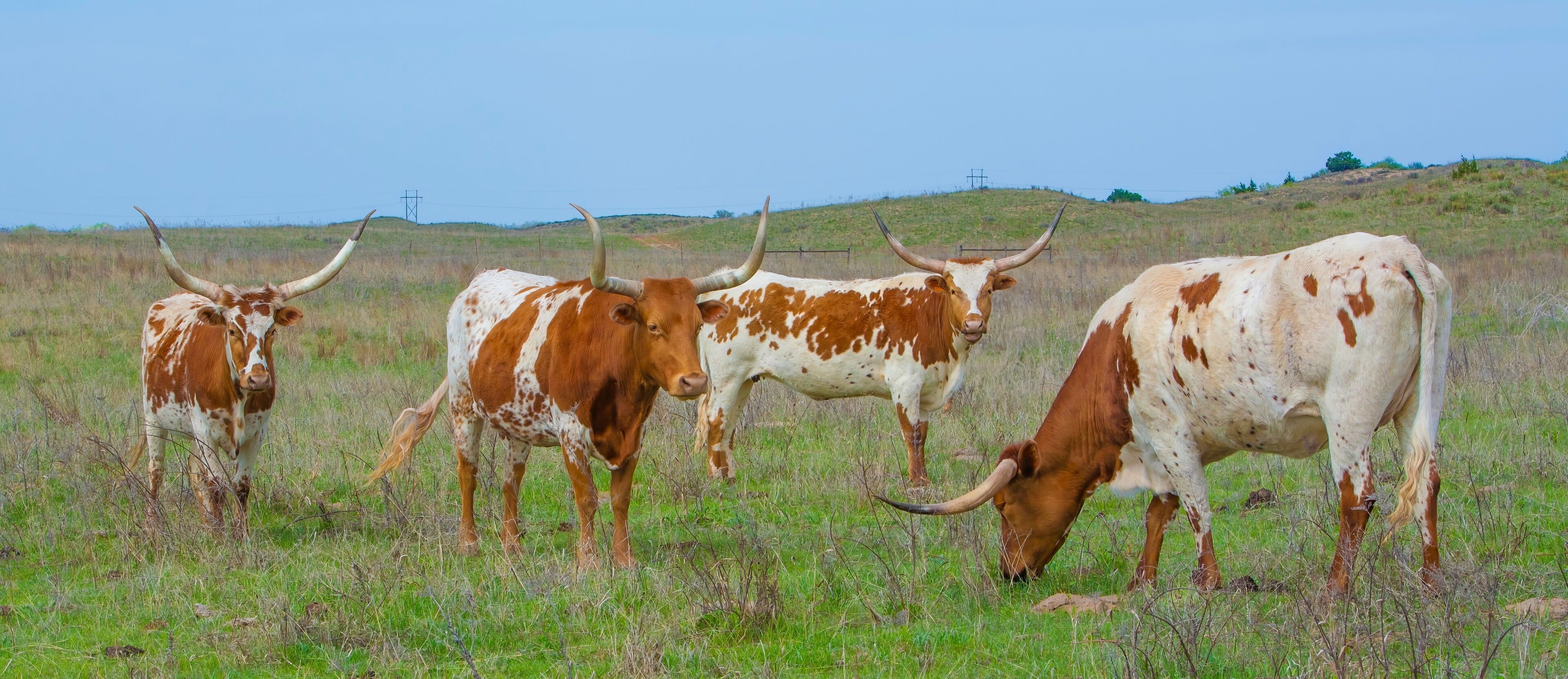 Texas longhorn cattle in range land on the Oklahoma panhandle, about 50 miles west of Woodward.