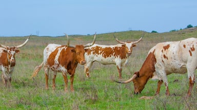 Texas longhorn cattle in range land on the Oklahoma panhandle, about 50 miles west of Woodward.