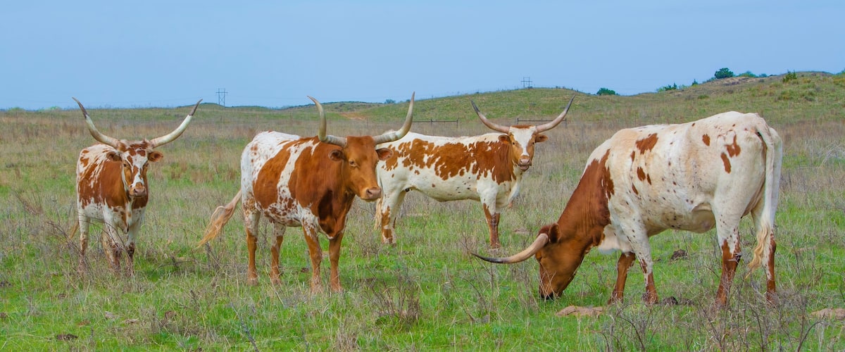 Three longhorn cattle grazing in a grassy field with a hilly landscape in the background.