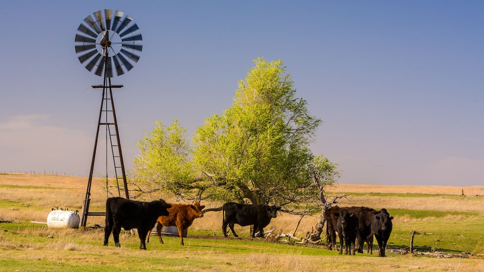 a windmill watering hole for cattle on the range land west of Woodward, Oklahoma.