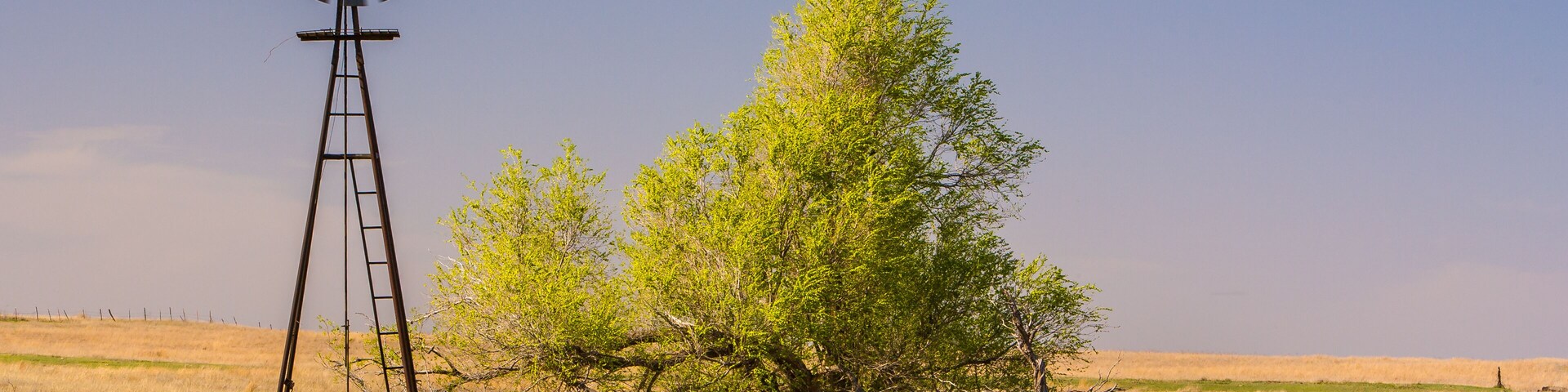 A windmill, cattle, and a tree in a grassy field.