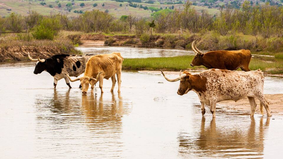 Texas longhorn cattle crossing a river on a ranch near Woodward, Oklahoma