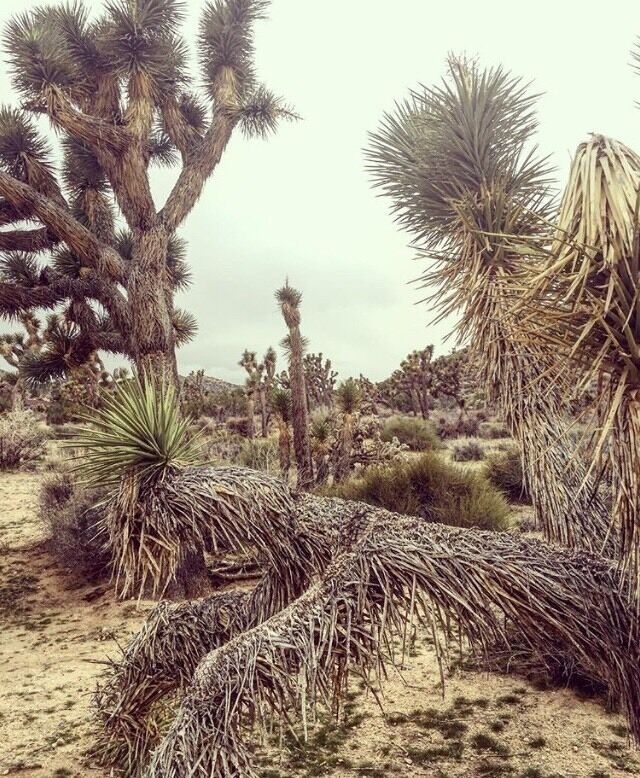 A desert landscape with Joshua trees and sparse vegetation.