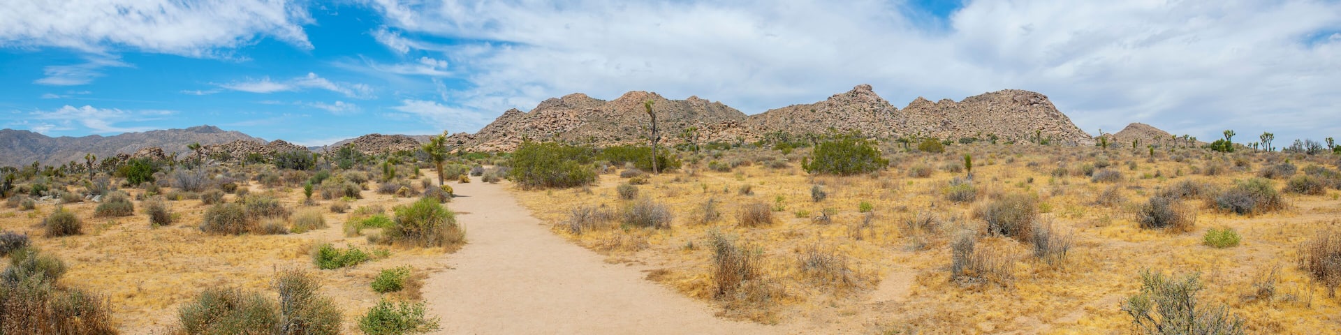 Joshua Trees panorama in Joshua Tree National Park near Yucca Valley, California CA, USA.