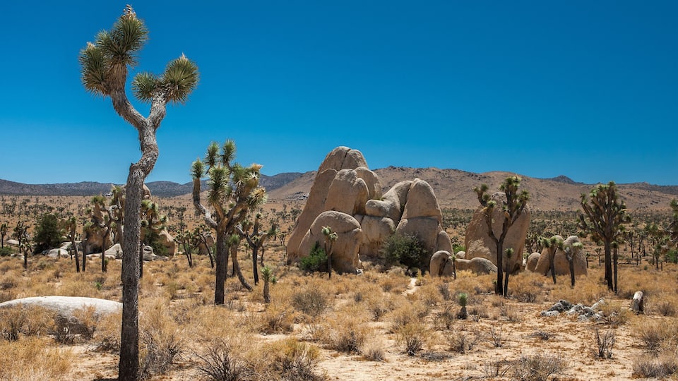 A desert landscape with Joshua trees and rock formations.