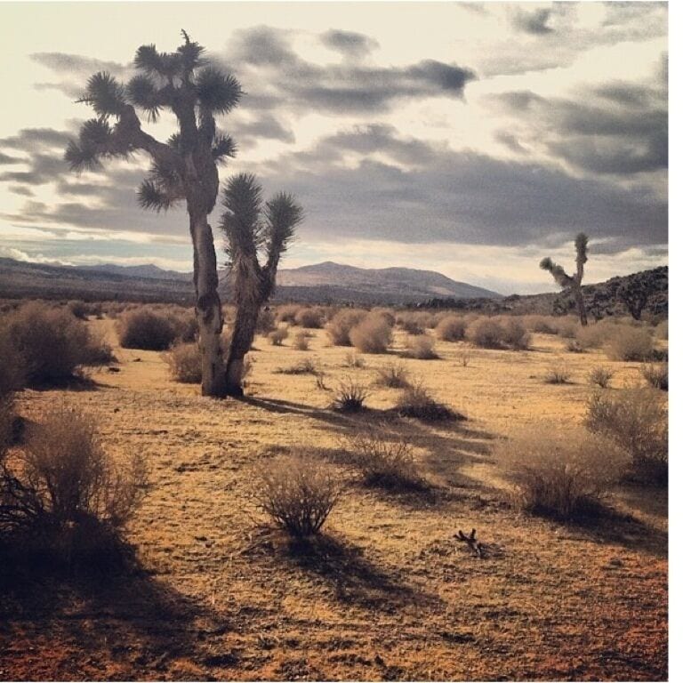 A desert landscape with Joshua trees and sparse vegetation.