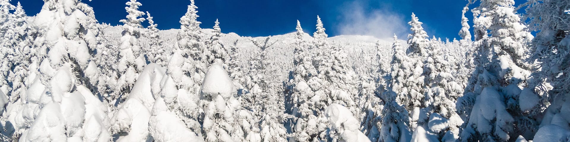 Freshly fallen snow blanketing spruce trees on Mt. Mansfield, Stowe, Vermont, USA