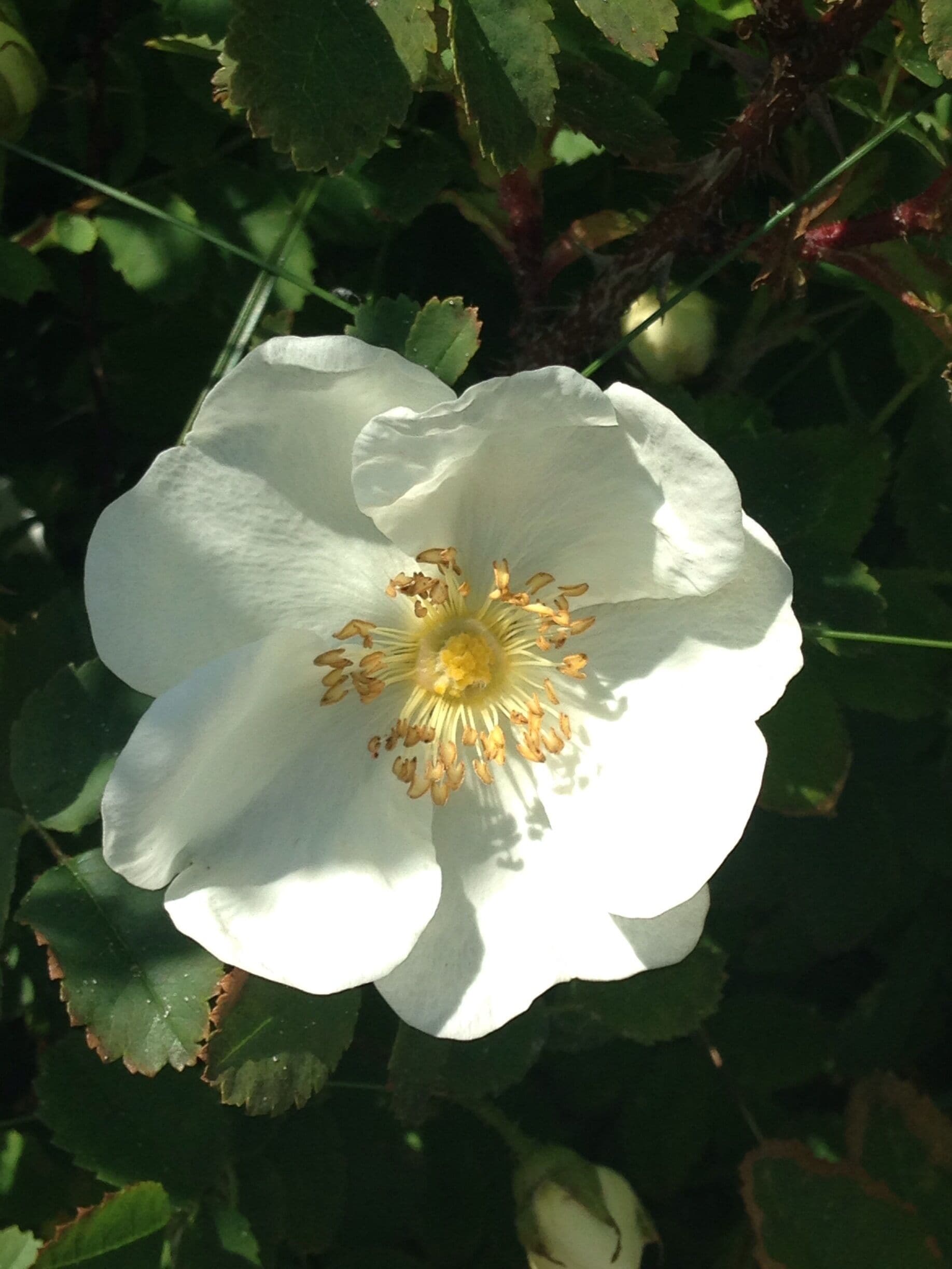 Be sure to walk along the promenade at Troon Beach and you will see some lovely flowers.