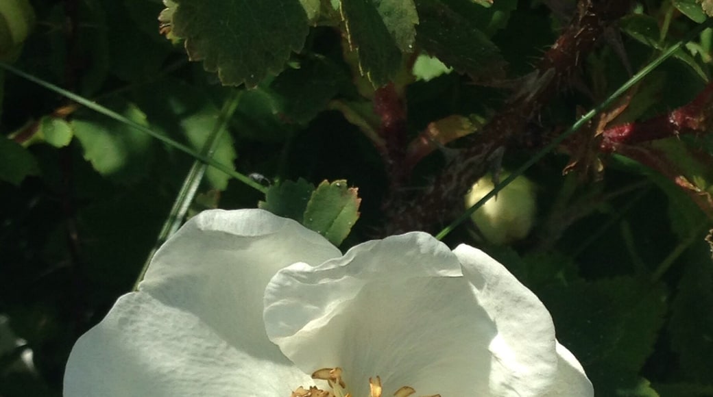 Be sure to walk along the promenade at Troon Beach and you will see some lovely flowers.