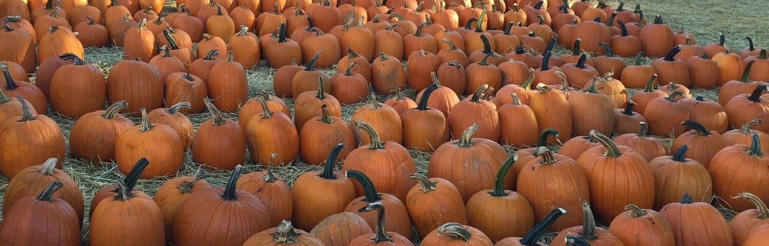 Love the pumpkins