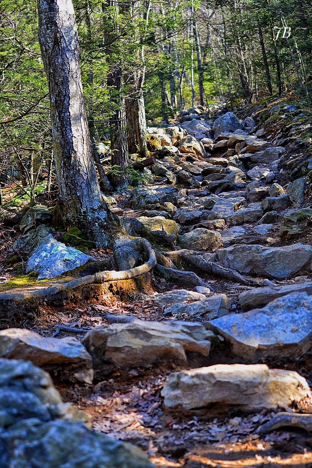 A forested hiking trail with large rocks and tree roots.