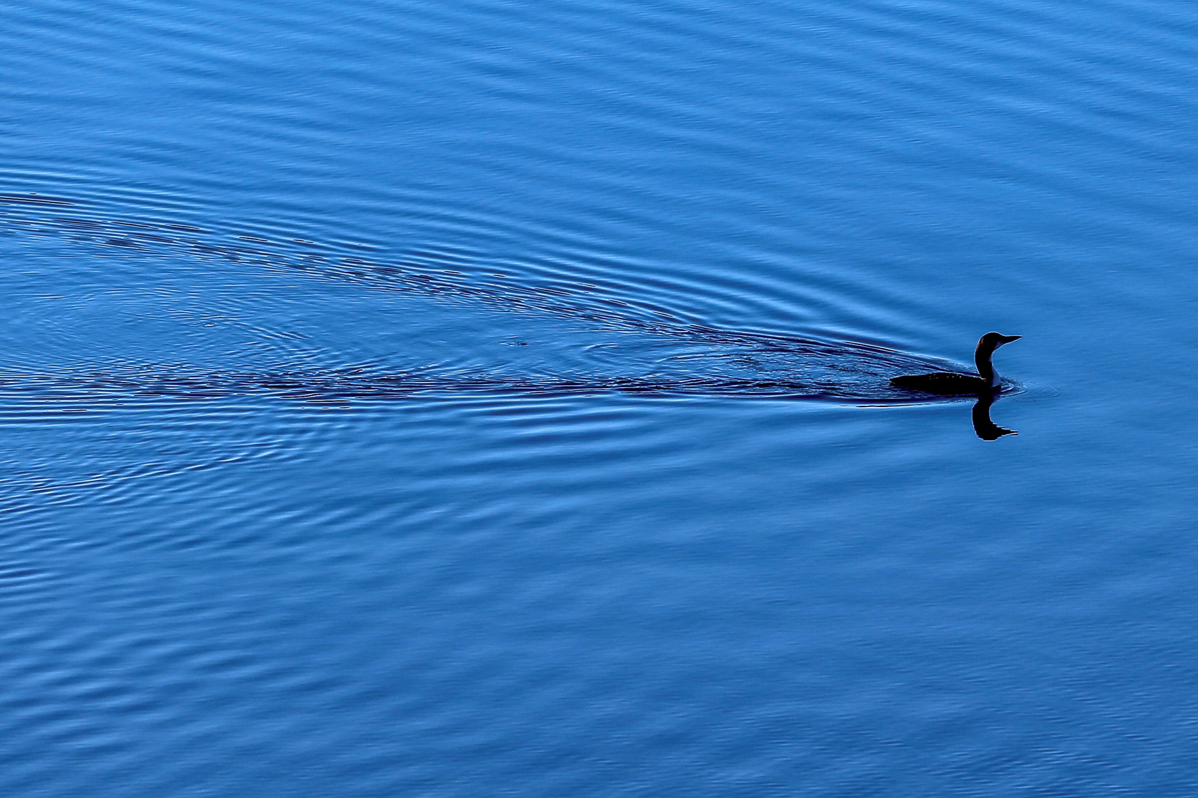Loon swimming 