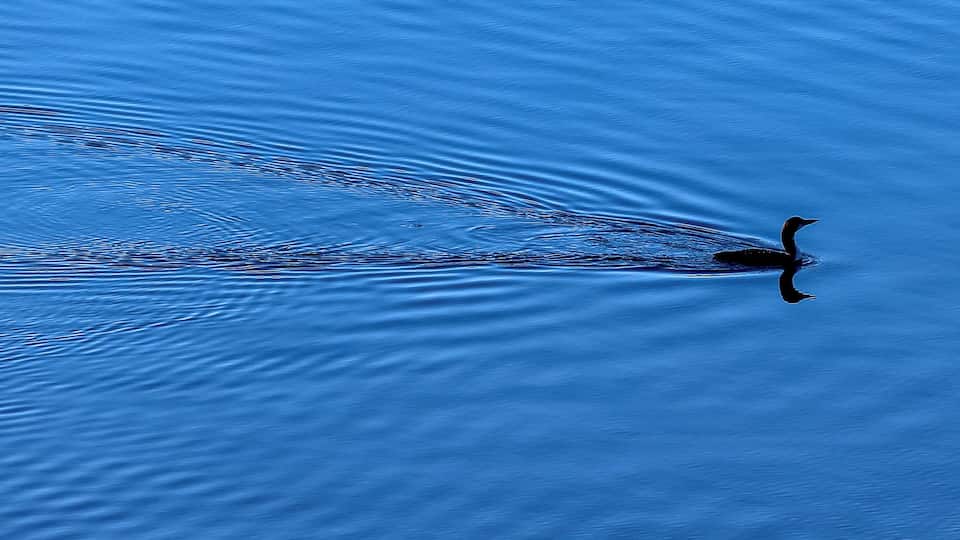 Loon swimming
