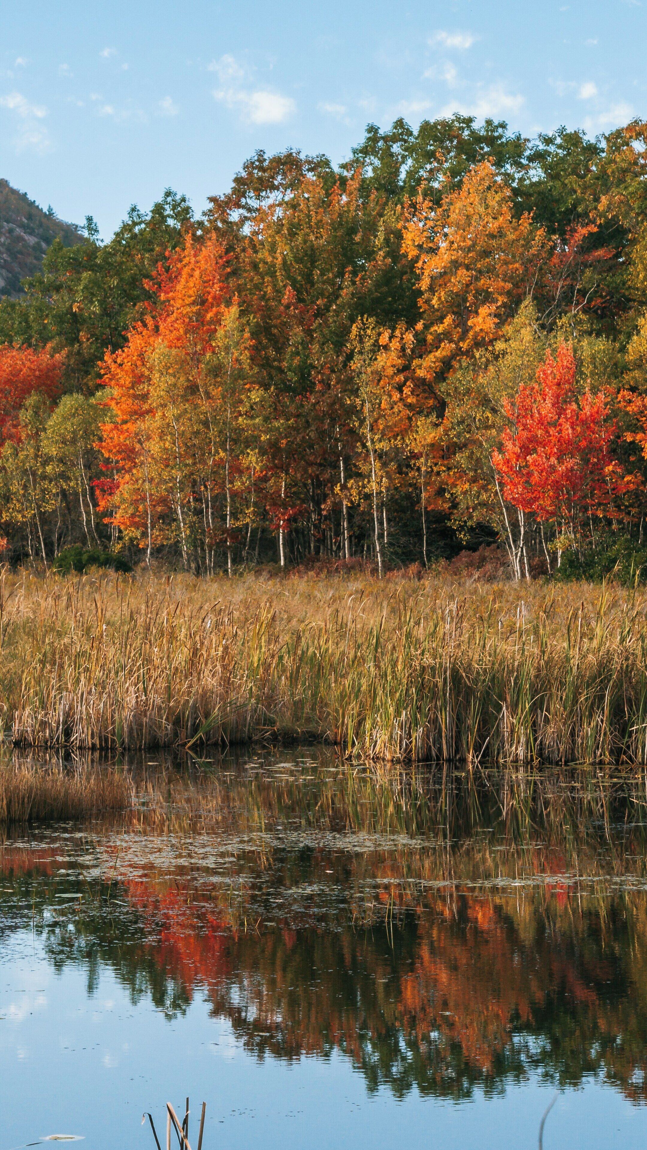 Stunning autumn foliage reflecting on a serene pond in Acadia National Park, Bar Harbor, Maine during a clear day