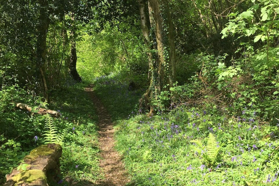 A forest path with ferns and purple flowers.