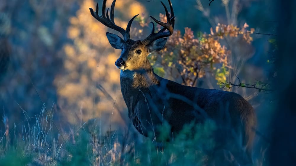 A deer with large antlers in a forested area with autumn foliage.