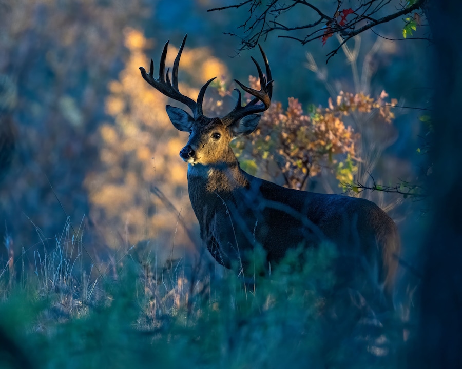 White-tailed Deer male