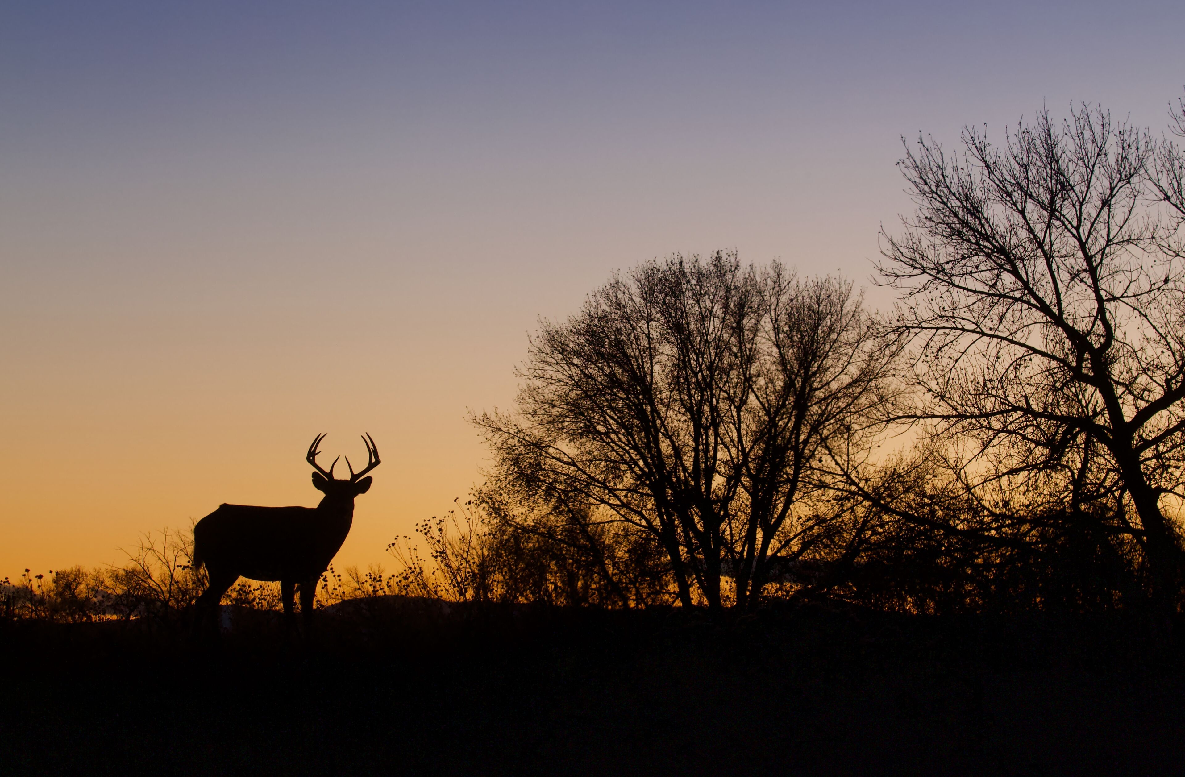Whitetail Deer - a buck silhouetted at sunset in a midwestern US landscape