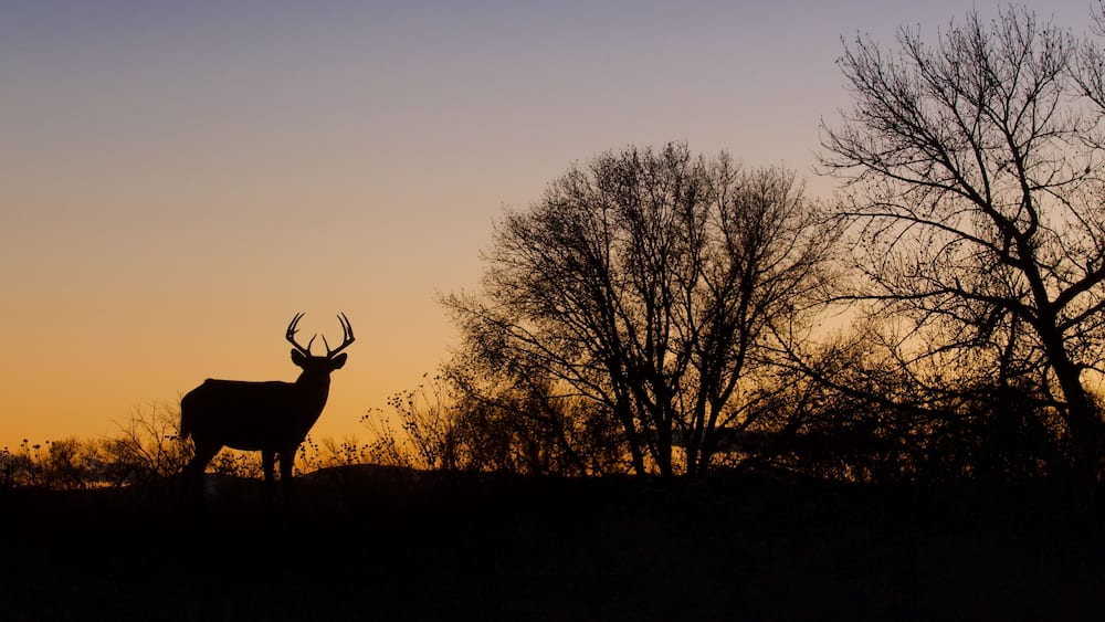 Whitetail Deer - a buck silhouetted at sunset in a midwestern US landscape