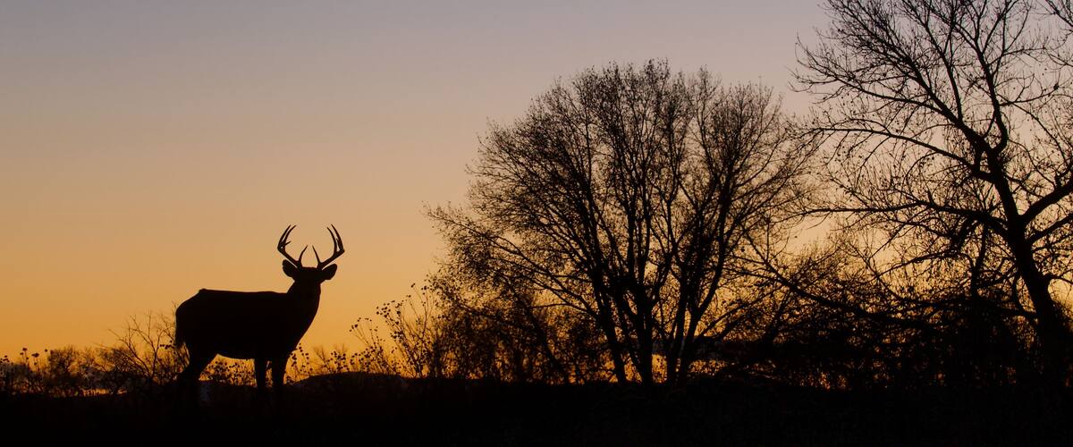 Whitetail Deer - a buck silhouetted at sunset in a midwestern US landscape