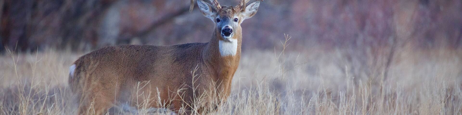 Majestic Whitetail Deer Buck in a Meadow with Woodland Habitat in the Background