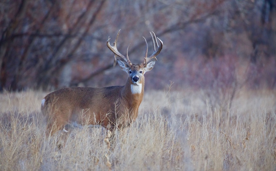 A deer with large antlers standing in a field of dry grass.