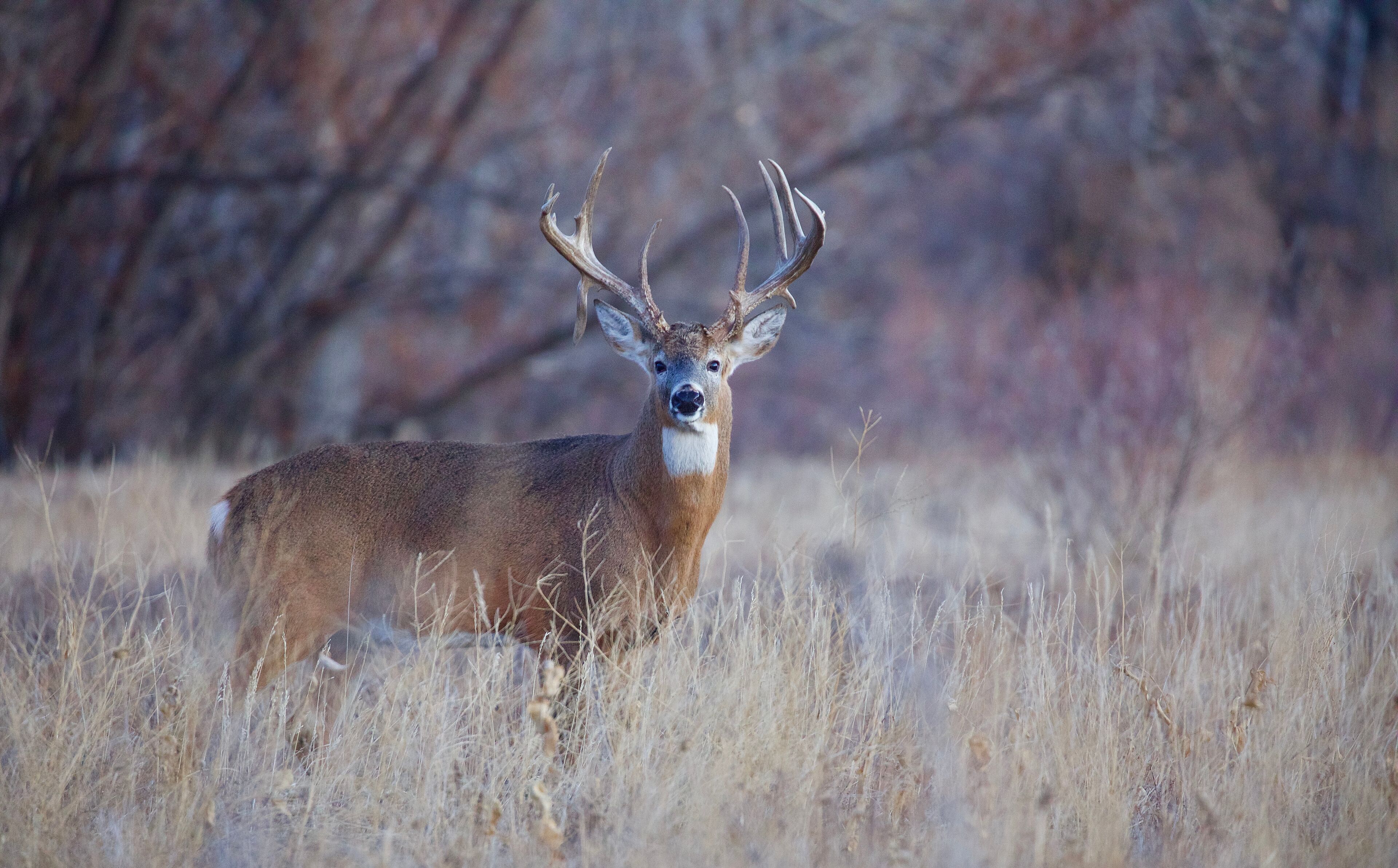 A deer with large antlers standing in a field of dry grass.