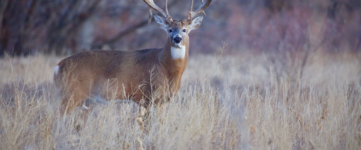 A deer with large antlers standing in a field of dry grass.