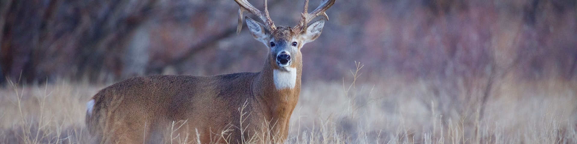 A deer with large antlers standing in a field of dry grass.