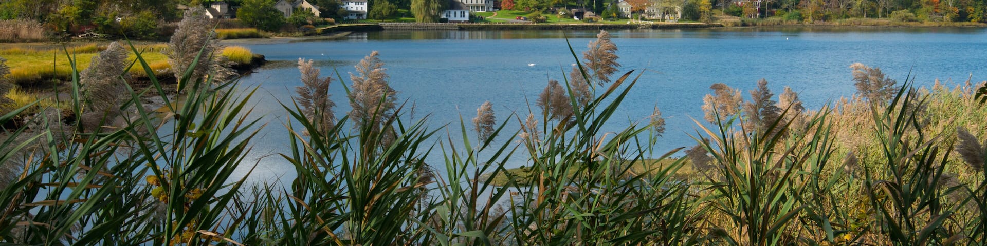 A lake with houses on a hill, surrounded by trees and grasses.