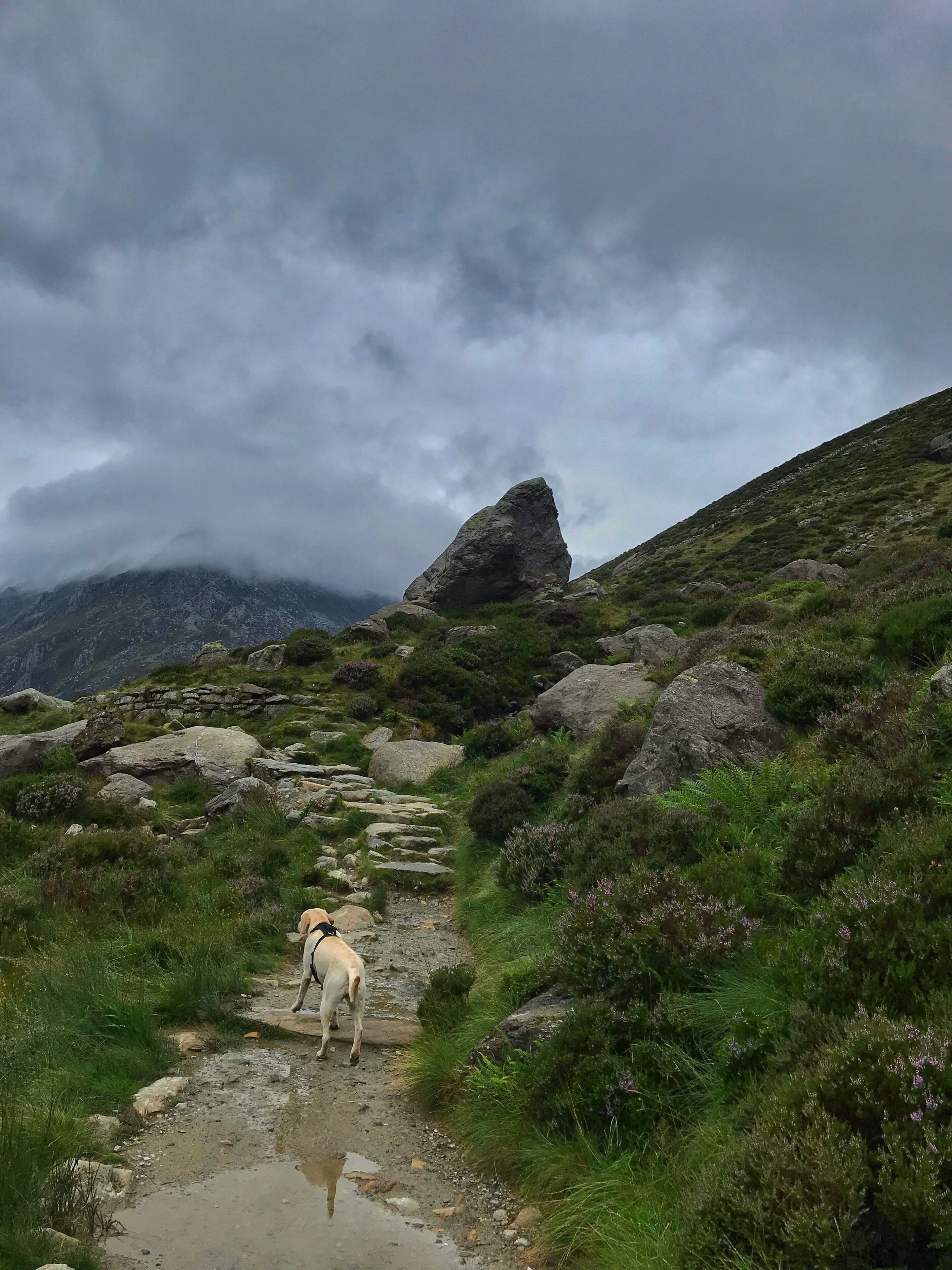 Paths through the Mountains and lakes, floating clouds that I can almost touch and a fresh sound of springs while I am far away from the crowded cities and close to the nature... .... so rewarding so refreshing ... beauty of nature .... The mesmerising moments beyond the words...!! Moments that ensures your livelihood.... and makes you bow to the Nature..... exploring mountains is a form of true meditation .... #sundayfunday #hiking #walking_in_peace #wales #laika_diaries #modern_meditation #naturelovers