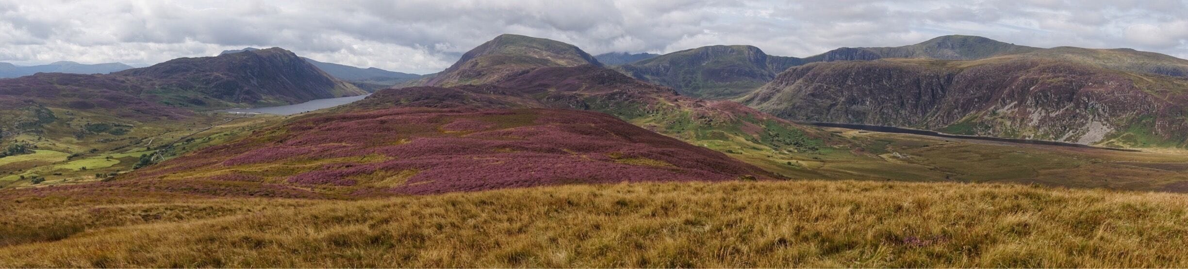 A mountainous landscape with purple heather fields and a winding road.