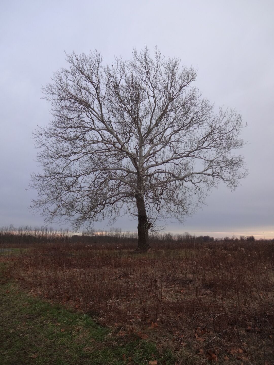 A stately specimen of American Sycamore (Platanus occidentalis) standing tall along the trail at Walnut Woods Metro Park. 

#treetrove