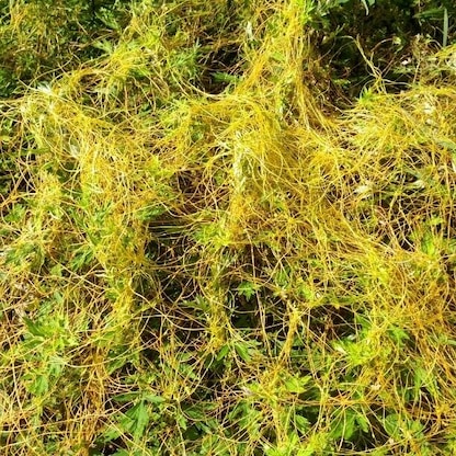This is Dodder, a parasitic plant that inserts a feeding tube of sorts into its host plant and envelops the entire plant in a mass of these twining spaghetti like vines.