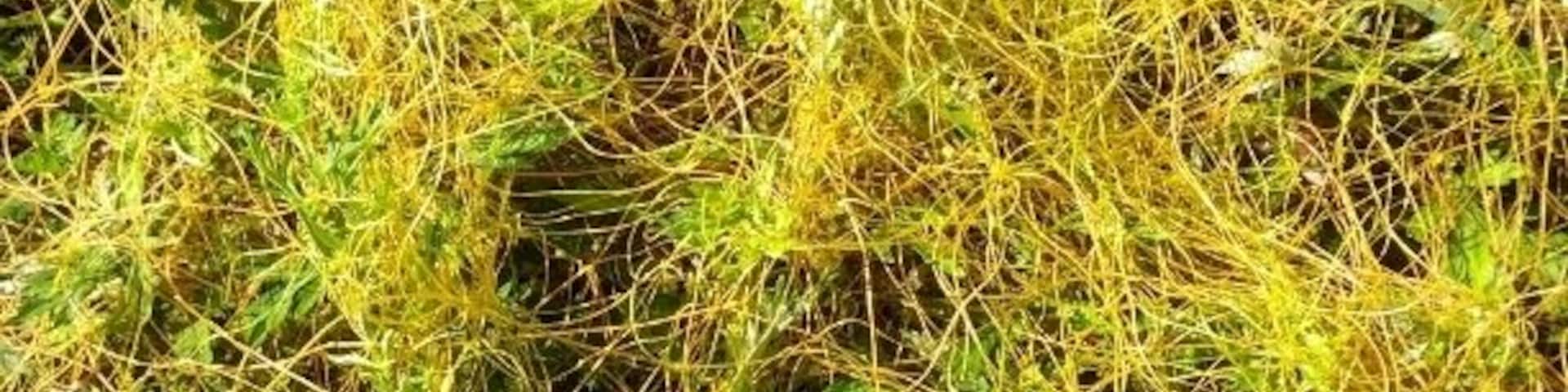 This is Dodder, a parasitic plant that inserts a feeding tube of sorts into its host plant and envelops the entire plant in a mass of these twining spaghetti like vines.