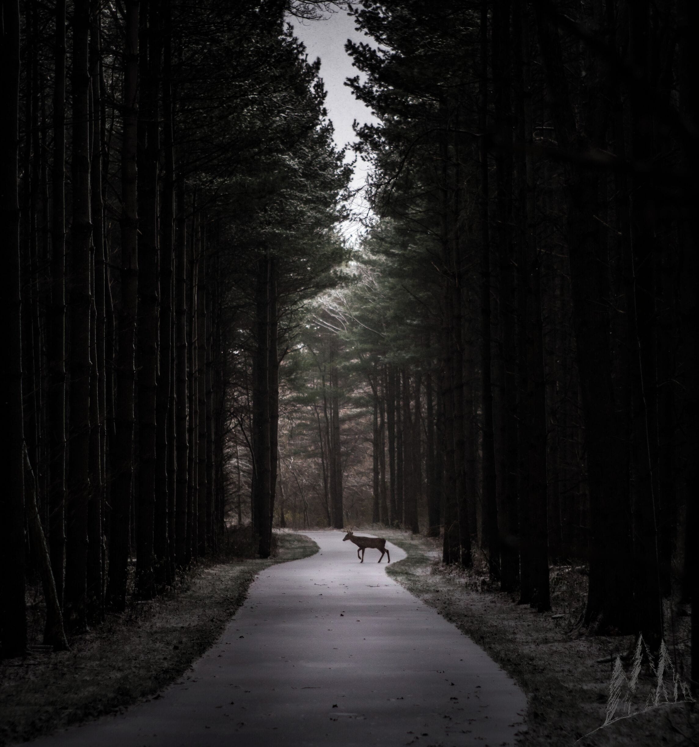 I've shared this place before....but never with snow, or buck!  This place is becoming the Oak Openings of Columbus.




#nature #landscape #wildlife #snow #tallpines