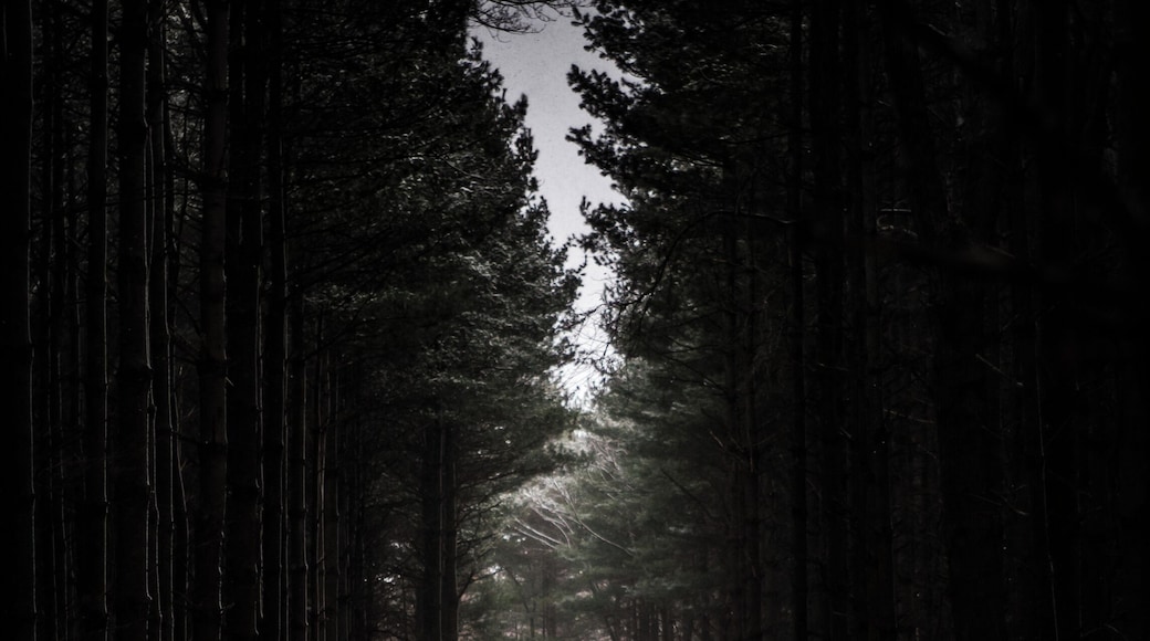 I've shared this place before....but never with snow, or buck! This place is becoming the Oak Openings of Columbus.
#nature #landscape #wildlife #snow #tallpines
