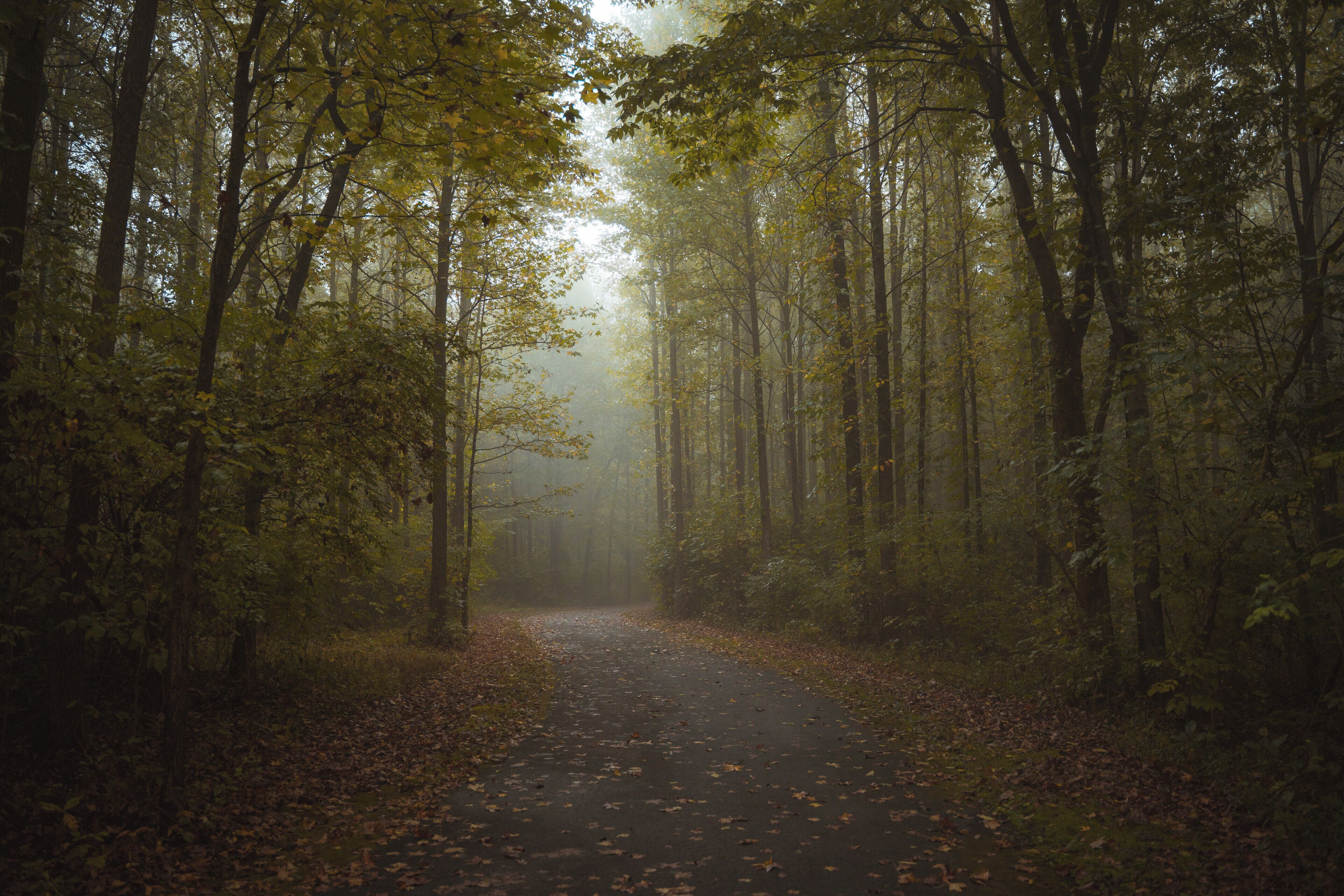 Fog makes everything better!


#landscape #fog #mood #walnutwoods #autumn #fall