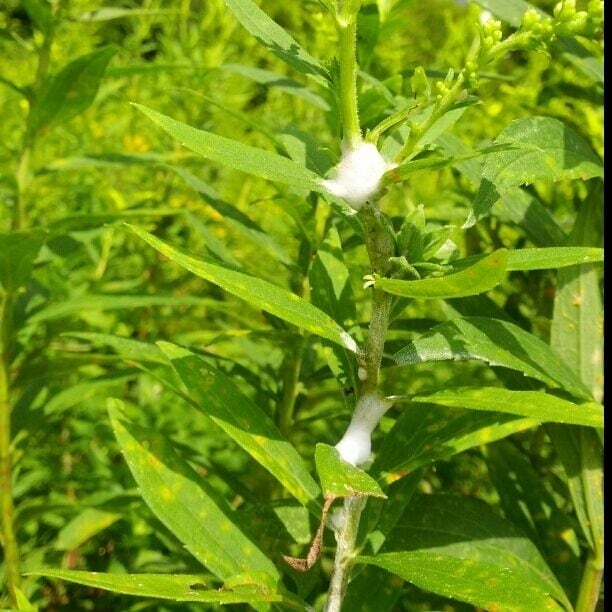 Who spit all over this plant?! This froth is a protection method for the nymph of an insect called a froghopper. The nymph lives inside this froth protected from heat, cold and predators while feeding on the host plant with its piercing mouthpiece.