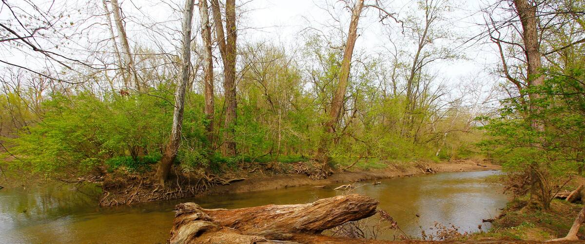 A river with a fallen tree in the foreground, surrounded by green foliage and trees.