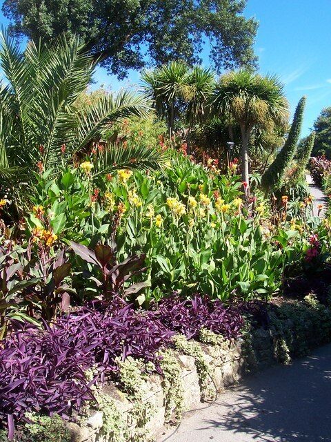 A garden with various plants and trees, including purple foliage and yellow flowers.