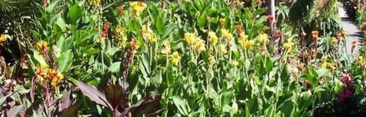 Un jardín con diversas plantas y árboles, incluyendo follaje morado y flores amarillas.