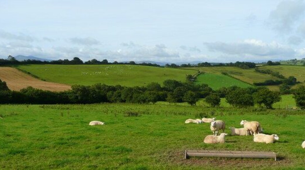 Cwm Lloegr 1 Sheep pasture between Cwrtau-bach and Rhos Farm.