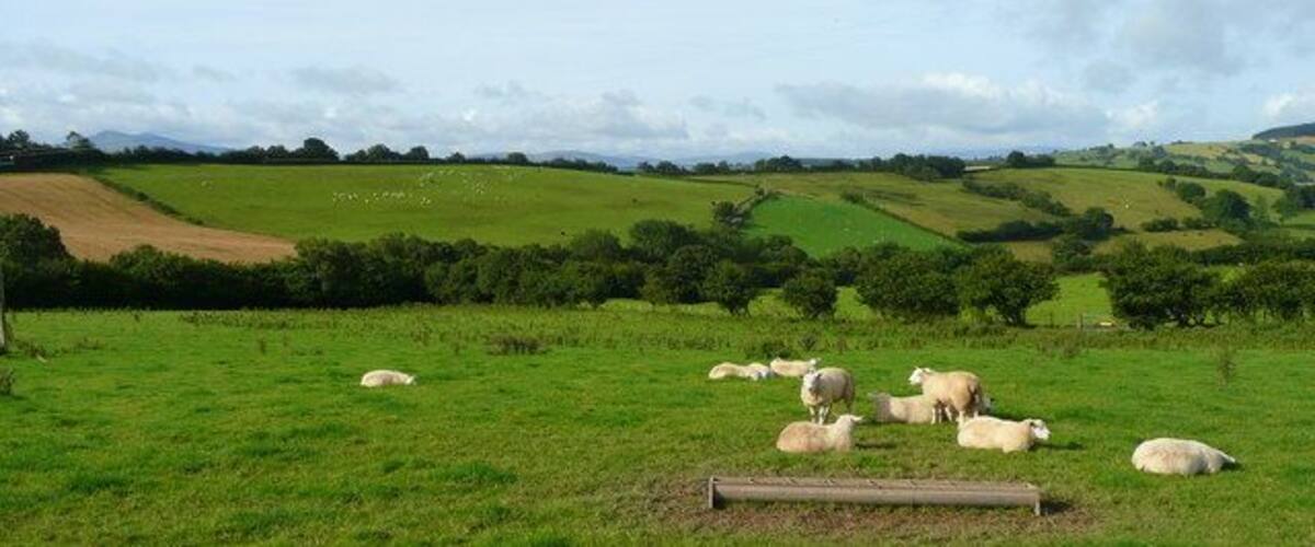 A green field with sheep grazing, rolling hills, and a cloudy sky.