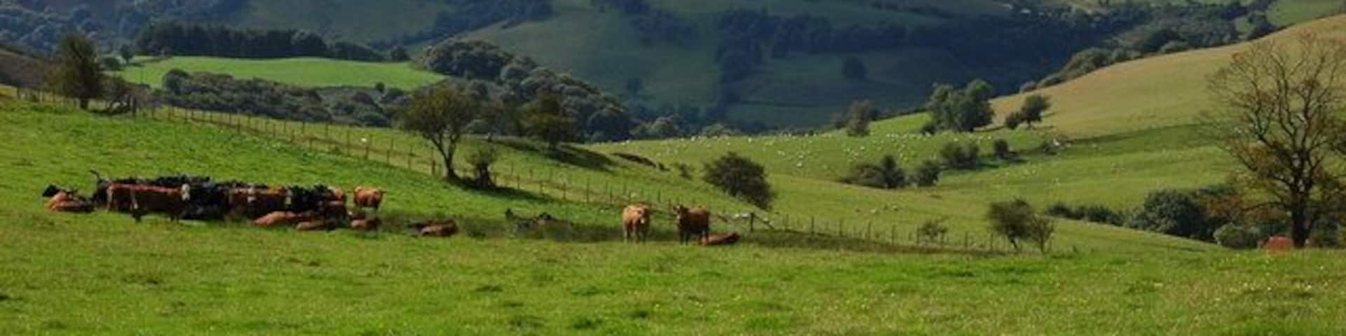 A green field with cows, rolling hills, and a clear sky.