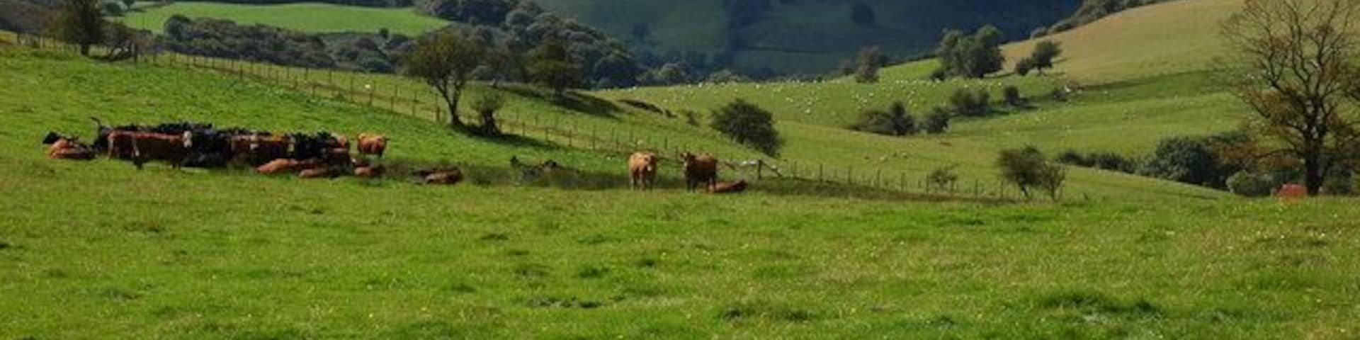 Cattle in a field above Beili-Griffith This field with cattle is viewed from the bridleway which follows the edge of Llaneglwys Wood. Beyond the middle distant hills is some of the mountains of the Brecon Beacons National Park.