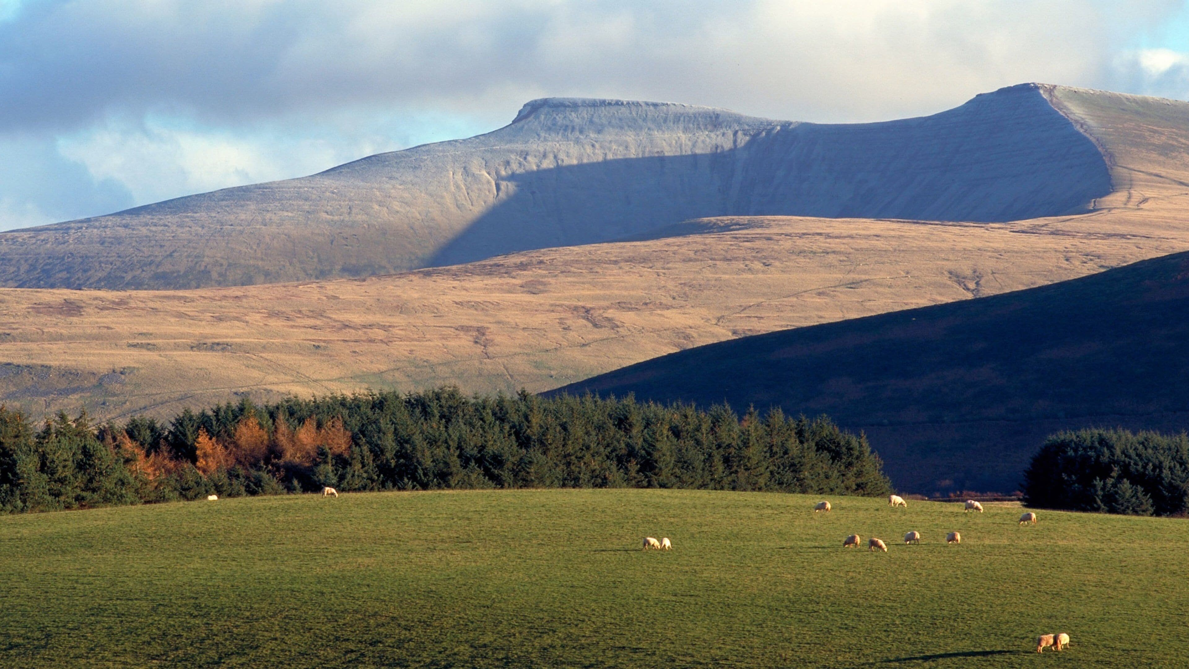 A grassy field with sheep grazing, a forested area, and a mountain in the background.